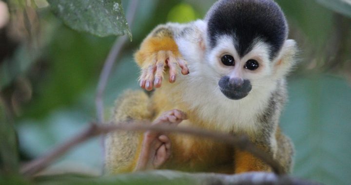 Mangrove Boat Tour - Wildlife tour in Sierpe mangroves Costa Rica