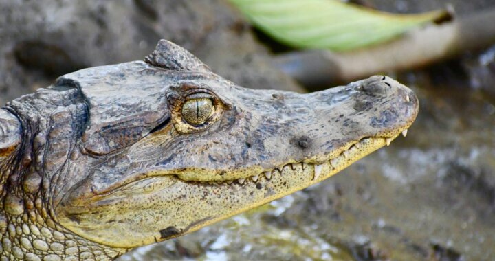 Night Tour at Sierpe Mangrove to observe Crocodiles - Wildlife tour in Sierpe mangroves Costa Rica